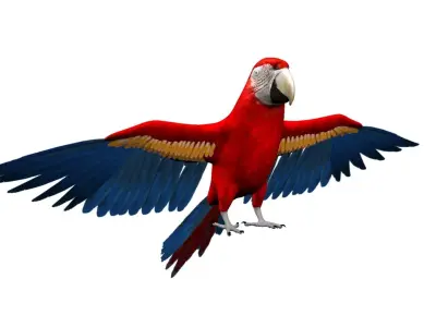 Macaw Rigged and Animation 3D model