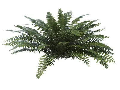 Sword Ferns 01-08 with LODs 3D model