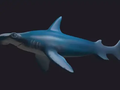 sea killers sea animals hammerhead hammer-head shark  3D model