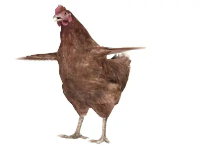 Chicken Rigged Low-poly 3D model