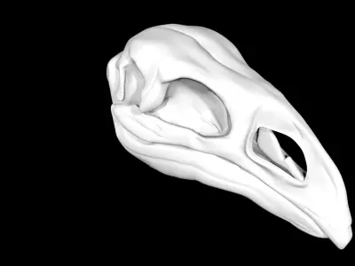 Moa skull Low-poly 3D model