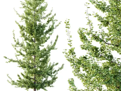 Maidenhair Ginkgo Biloba Tree 04 3D model