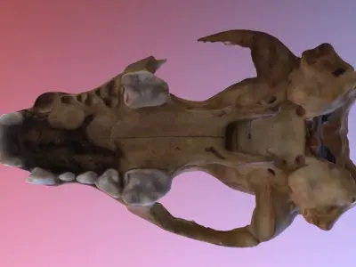 Badger Skull Scan 3D model
