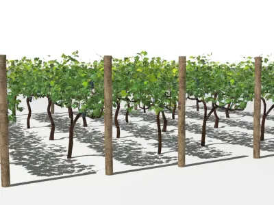  Vineyard 