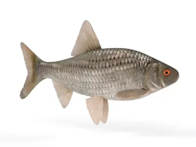 Roach Fish 3D model buy