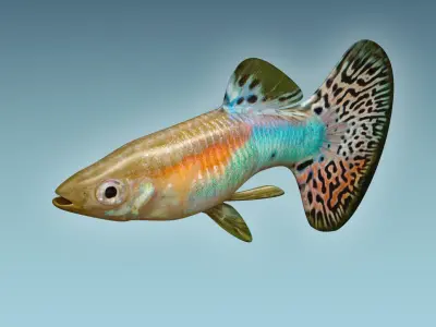 Guppy Fish 3D model purchase