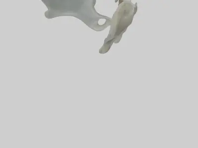 Seal Pelvis 3D model