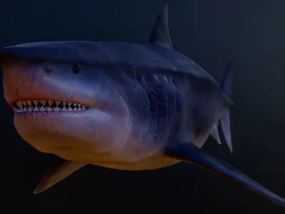 Otodus Megalodon 3D model
