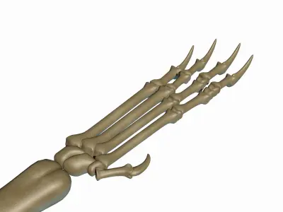 Dino Pteronodon Skeleton 3D model 3D model