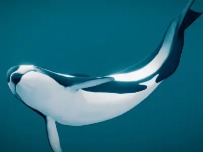 Hourglass Dolphin 3D model