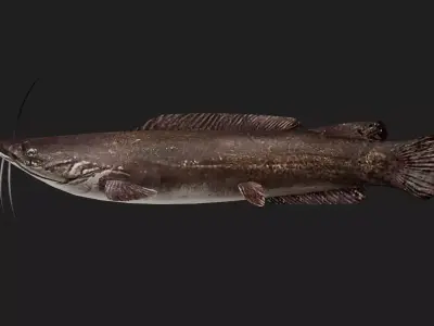 Catfish Low-poly 3D model 3