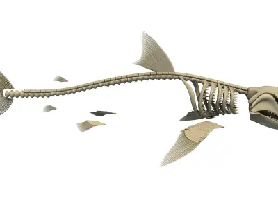 Shark and Blue Whale Skeletons 3D model