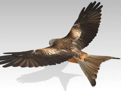 Red Kite Low-poly 3D model