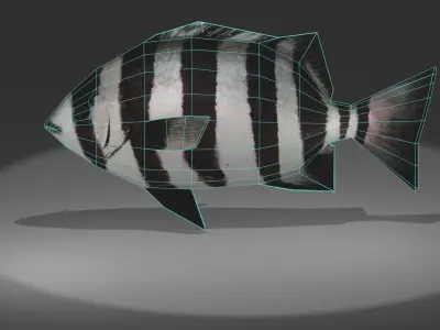Archosargus fish with stripes Low-poly 3D model