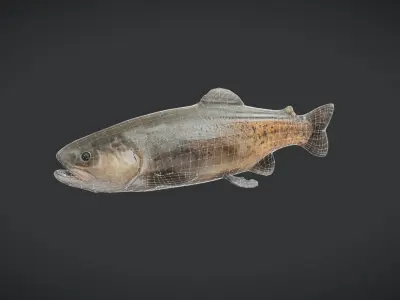 Fish - Trout Low-poly 3D model