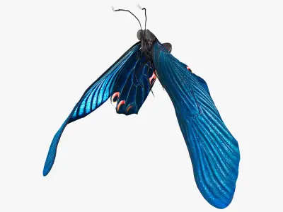 Animated Papilio Butterfly Flapping Wings Rigged for Cinema 4D 3D model