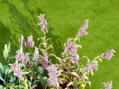 Plant sorghum flowers Modern monomer 3D model