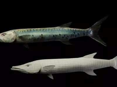Animated Barracuda Low-poly 3D model