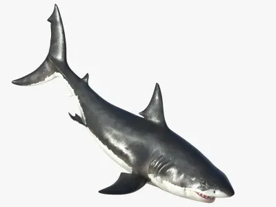 Great White Shark Rigged 3D model purchase