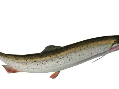 Trout rainbow Low-poly 3D model