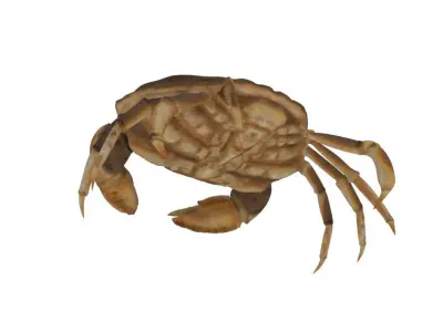 Crab Model Free low-poly 3D model
