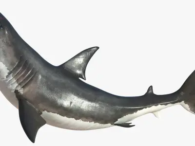 Great White Shark Rigged 3D model purchase