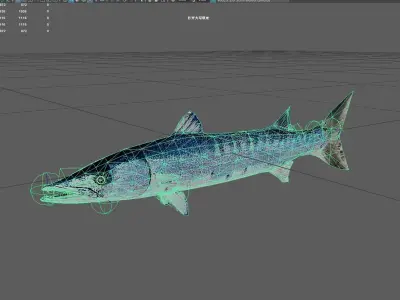 Barracuda Low-poly 3D model buy