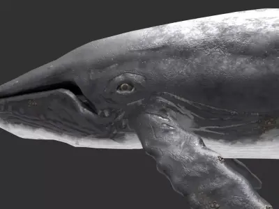 whale lowpoly animal Low-poly 3D model