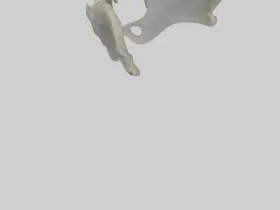 Seal Pelvis 3D model