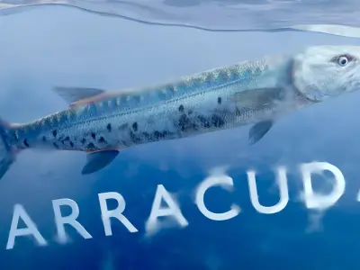 Animated Barracuda Low-poly 3D model