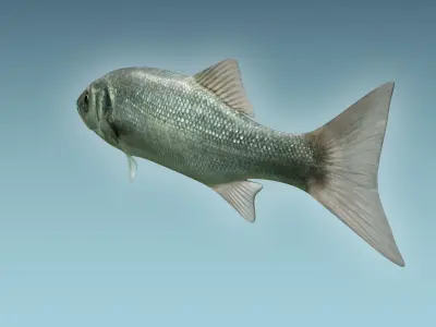 Dicentrachus Fish 3D model