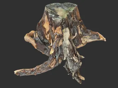 Tree Root 3D Scan 3D model from CGTrader