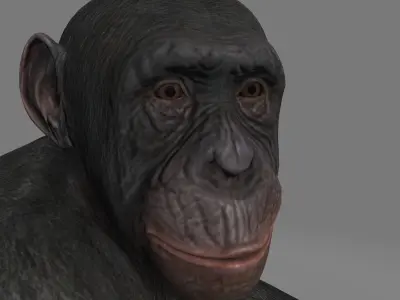 chimpansee chimpanzee 3D model