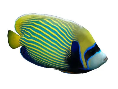 Emperor Angelfish 3D model buy