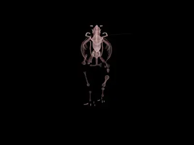 Stylisez T-Rex Skeleton Low-poly 3D model