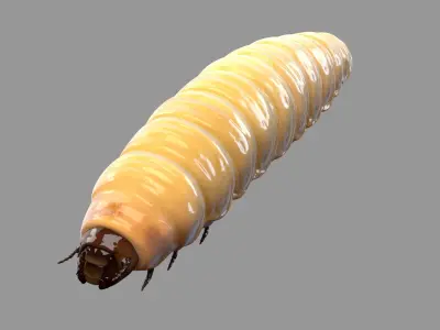 Maggot (Rigged) 3D model