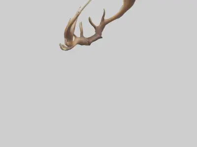 Elk Antlers Model 3D model