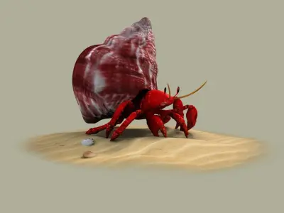 Hermit Crab animal shell crustacean nature perlatus sand 3D model