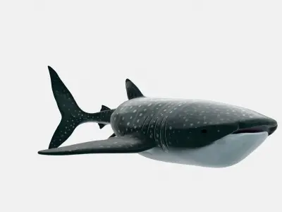 Animated Whale Shark 3D Model Game Ready Low-poly 3D model