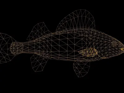 Yellow Perch Fish with Swimming Animation Low-poly 3D model