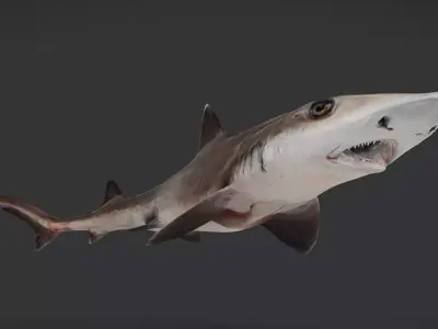 Spotless Smooth-hound - Houndshark -Dogfish Animated 3D model