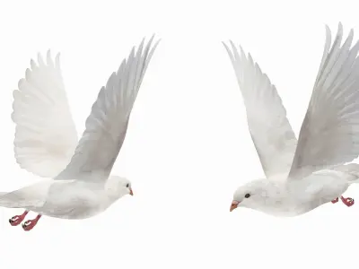 Pigeon Low-poly 3D model 4