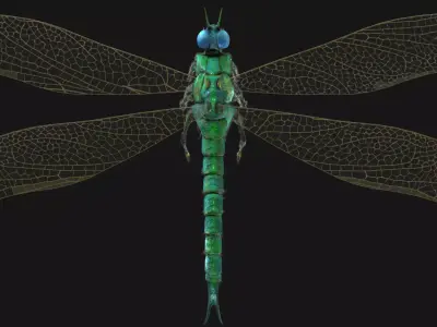 Meganeura Low-poly 3D model