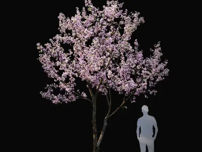  Cherry flowering Pack #1 