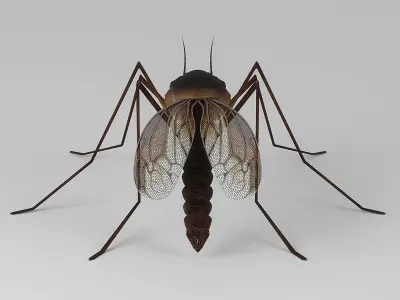 Mosquito 3D model get