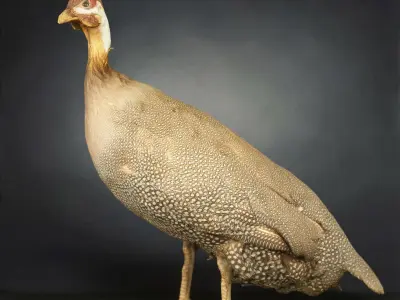 9 Birds Collection V1 Low-poly 3D model
