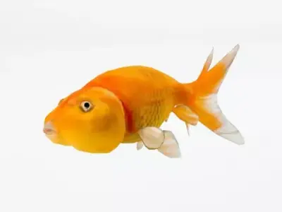Bubble Eye Fish Low-poly 3D model