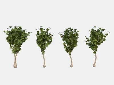  Vineyard Grapevine pack of four 