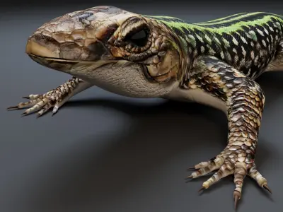 Lizard 3D model get