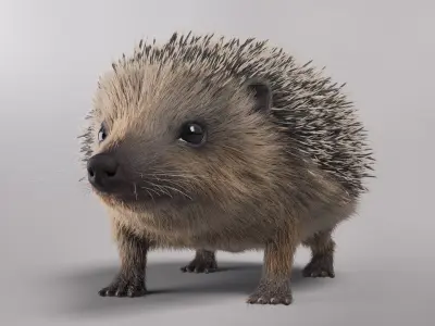Hedgehog European Fur 3D model